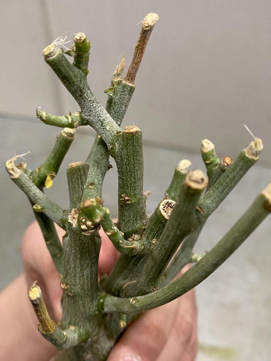 7130 「塊根植物」アデニア フルチコーサ大 抜き苗【3/9最新到着・多肉植物・Adenia fruticosa・フルティコーサ】_画像10