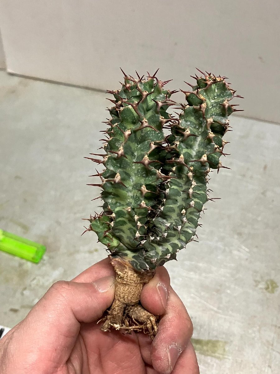 9255 「多肉植物」ユーフォルビア ノベリー 抜き苗【3/9最新到着・塊根植物・Euphorbia knobelii・閃光閣】_画像10