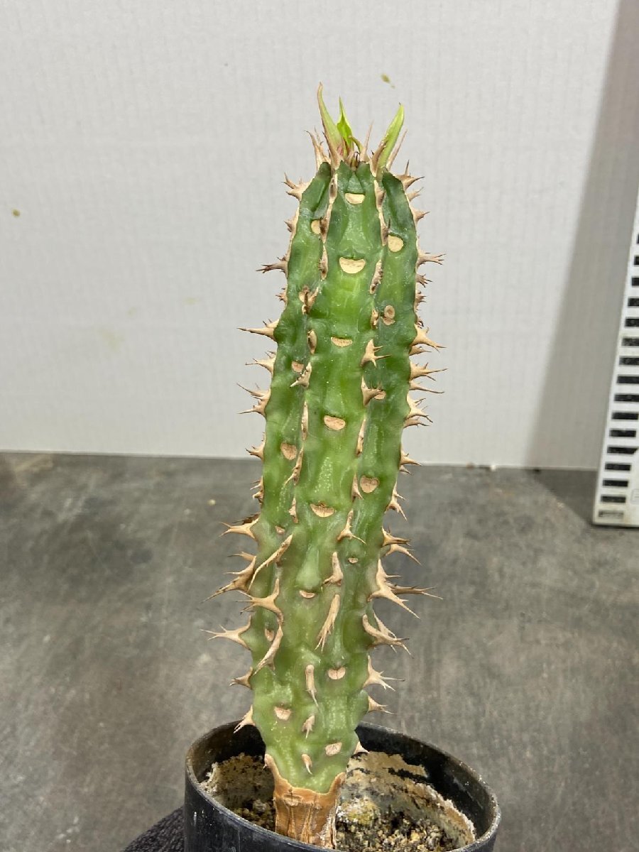 8547 「実生」ユーフォルビア　ビグエリー【噴火竜・種から発芽！・Euphorbia viguieri・葉落ち可能性】_画像3