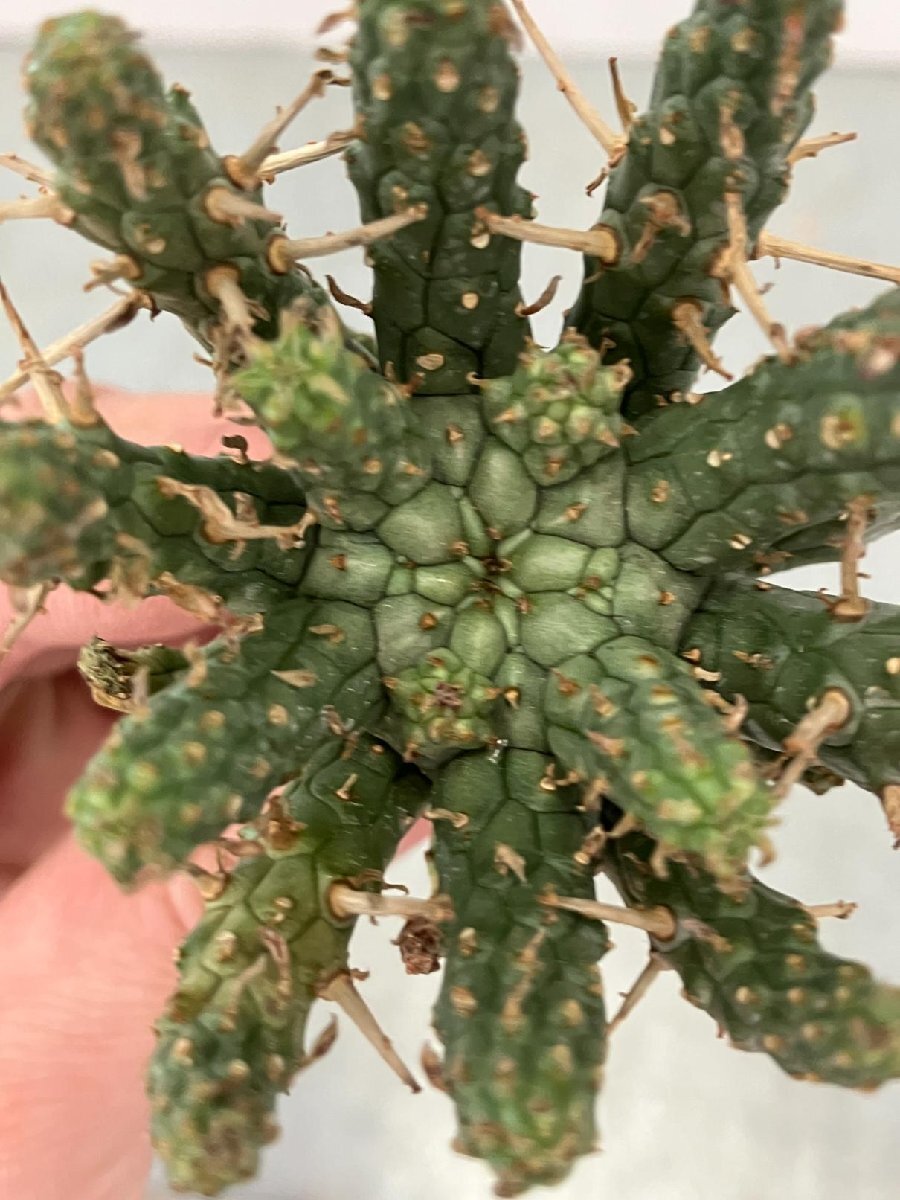 9327 「多肉植物」ユーフォルビア フスカ 抜き苗【3/9最新到着・塊根植物・Euphorbia fusca・蛮蛇頭】_画像6