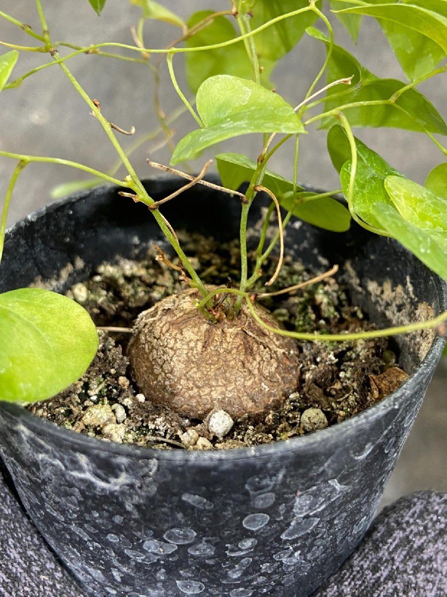 8773 「実生」ディオスコレア アフリカ亀甲竜 ２株セット【発根・Dioscorea elephantipes・美株】_画像5