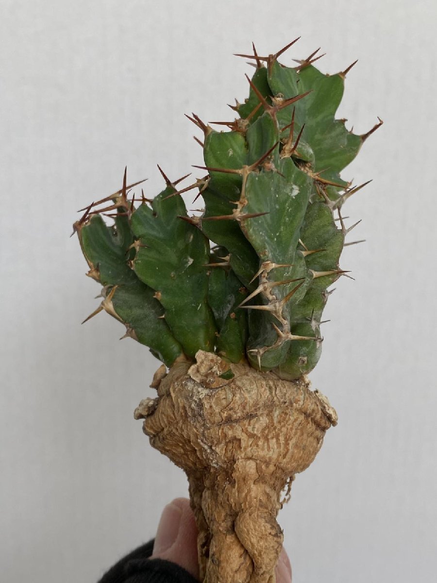 8965 「多肉植物」ユーフォルビア ウムフォロジエンシス 抜き苗【3/9最新到着・塊根植物・Euphorbia umfoloziensis】_画像4