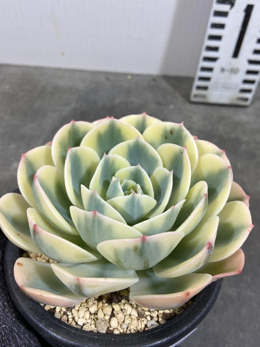 8466 「多肉植物」エケベリア ルノーディーン　植え【発根・美株・ Echeveria 'Lenore Dean'】_画像1