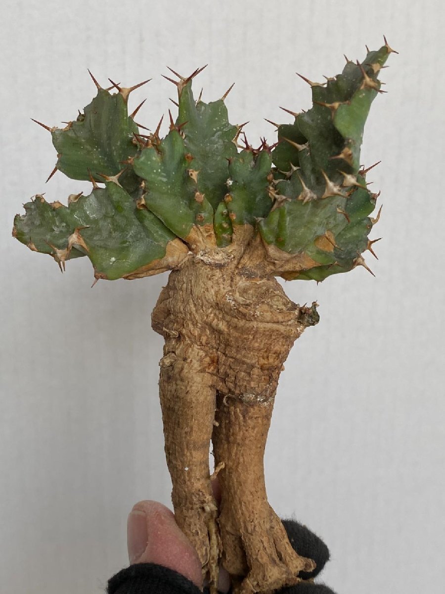 8969 「多肉植物」ユーフォルビア ウムフォロジエンシス 抜き苗【3/9最新到着・塊根植物・Euphorbia umfoloziensis】_画像1