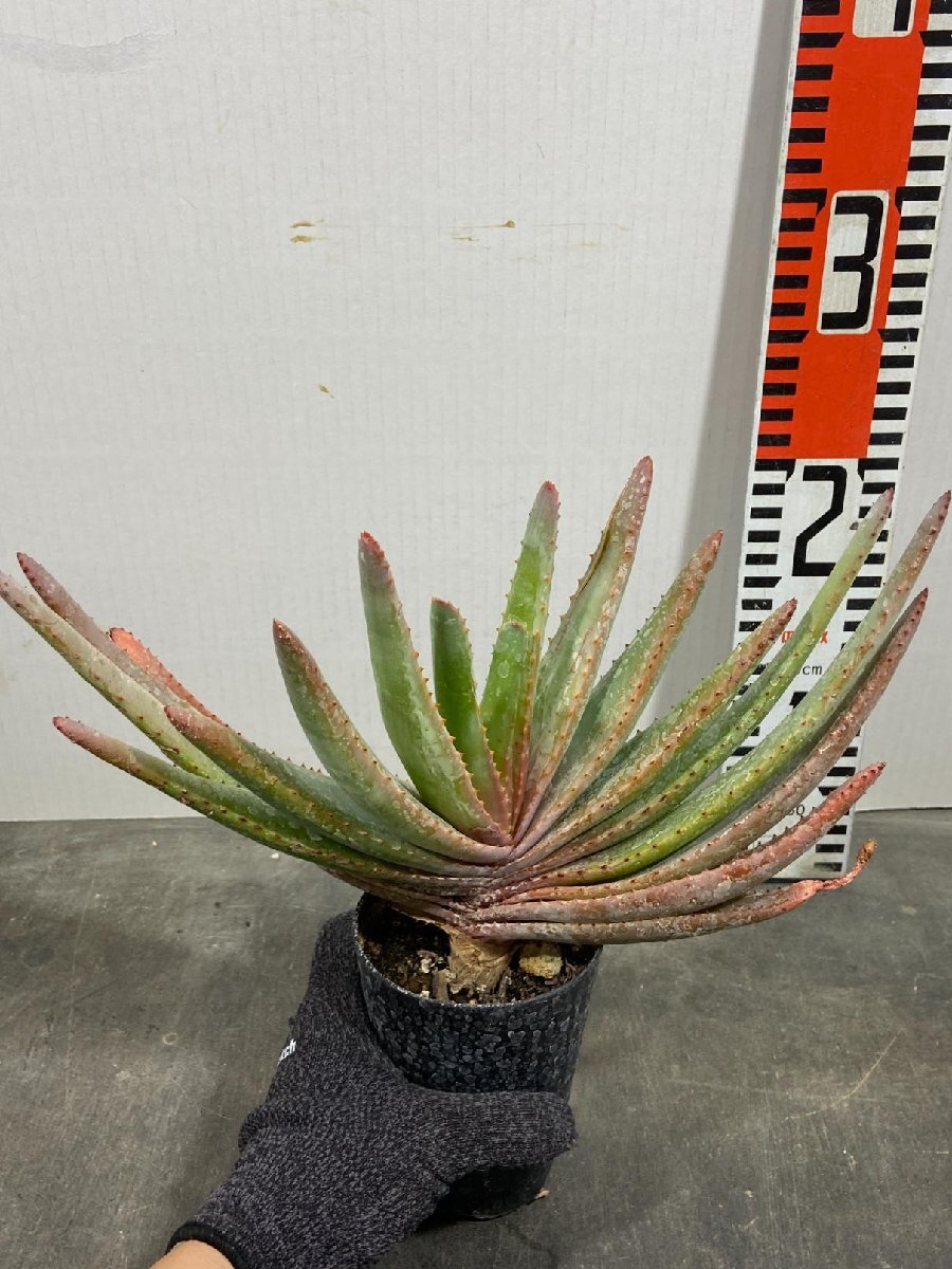 8815 「実生」アロエ　コンプレッサ　【多肉植物・アロエ・種から発芽！Aloe Compressa】_画像3