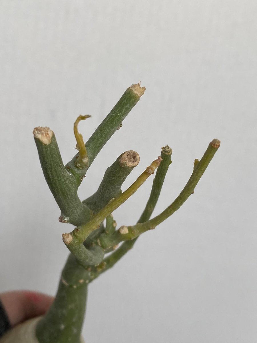 8990 「塊根植物」アデニア フルチコーサ 抜き苗【3/9最新到着・多肉植物・Adenia fruticosa・フルティコーサ】_画像5