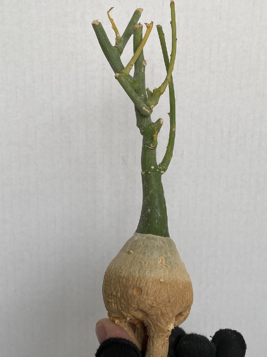 8990 「塊根植物」アデニア フルチコーサ 抜き苗【3/9最新到着・多肉植物・Adenia fruticosa・フルティコーサ】_画像1