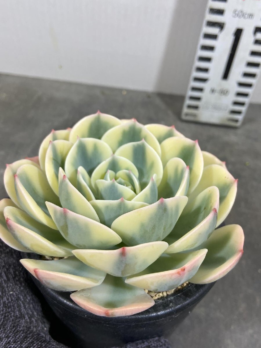 8466 「多肉植物」エケベリア ルノーディーン　植え【発根・美株・ Echeveria 'Lenore Dean'】_画像3