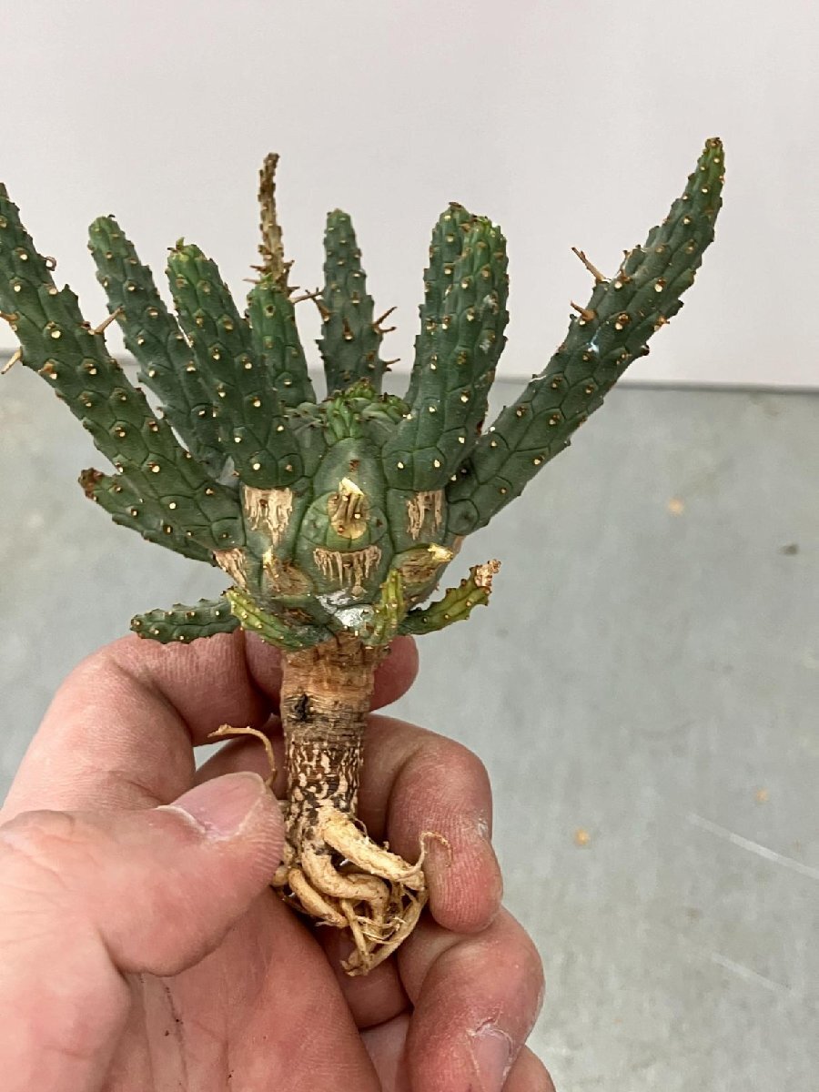 9324 「多肉植物」ユーフォルビア フスカ 抜き苗【3/9最新到着・塊根植物・Euphorbia fusca・蛮蛇頭】_画像3