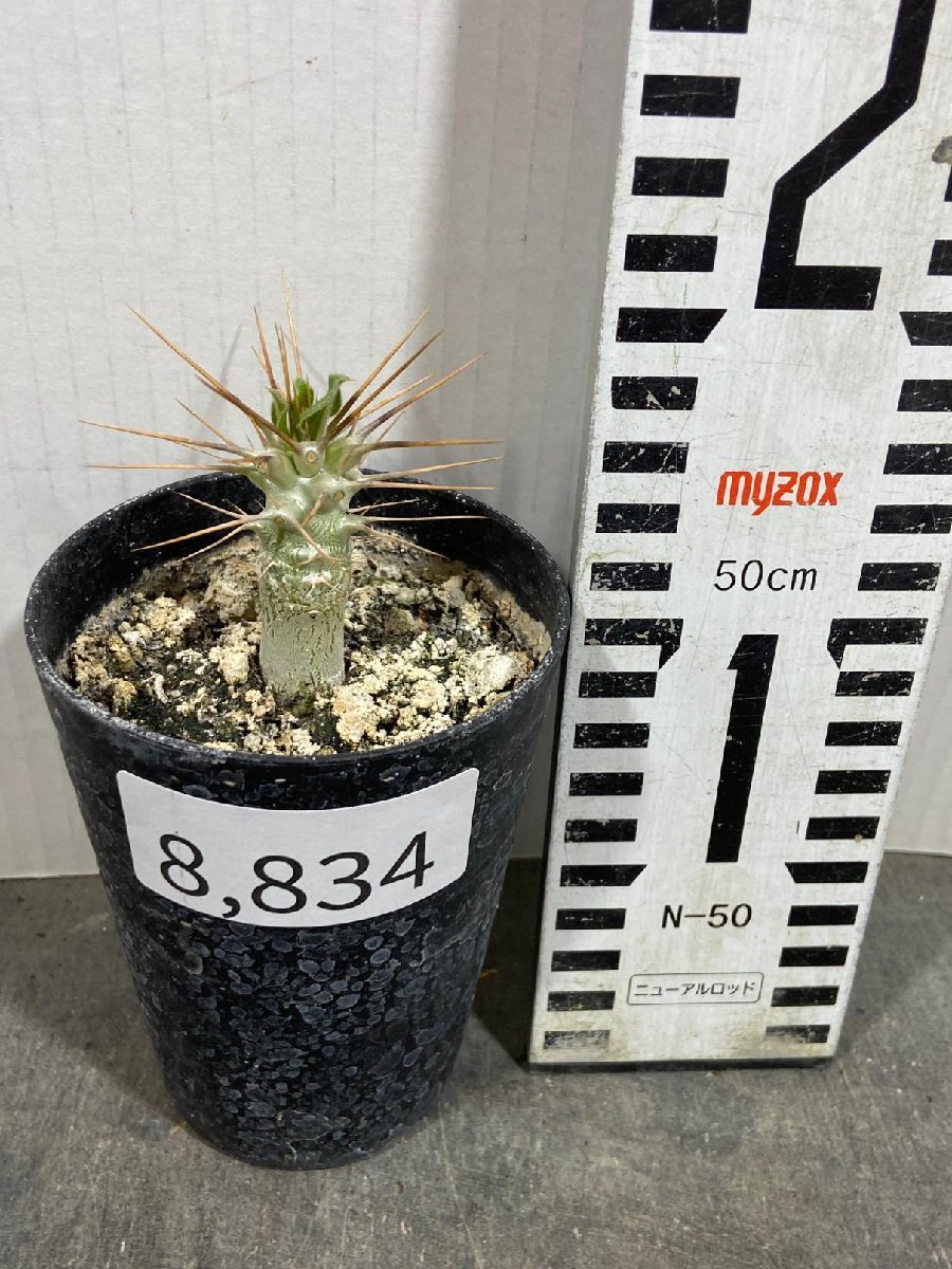 8834 「実生」パキポディウム　サウンデルシー【種から発芽・Pachypodium saundersii・白馬城・サンデルシー】_画像5