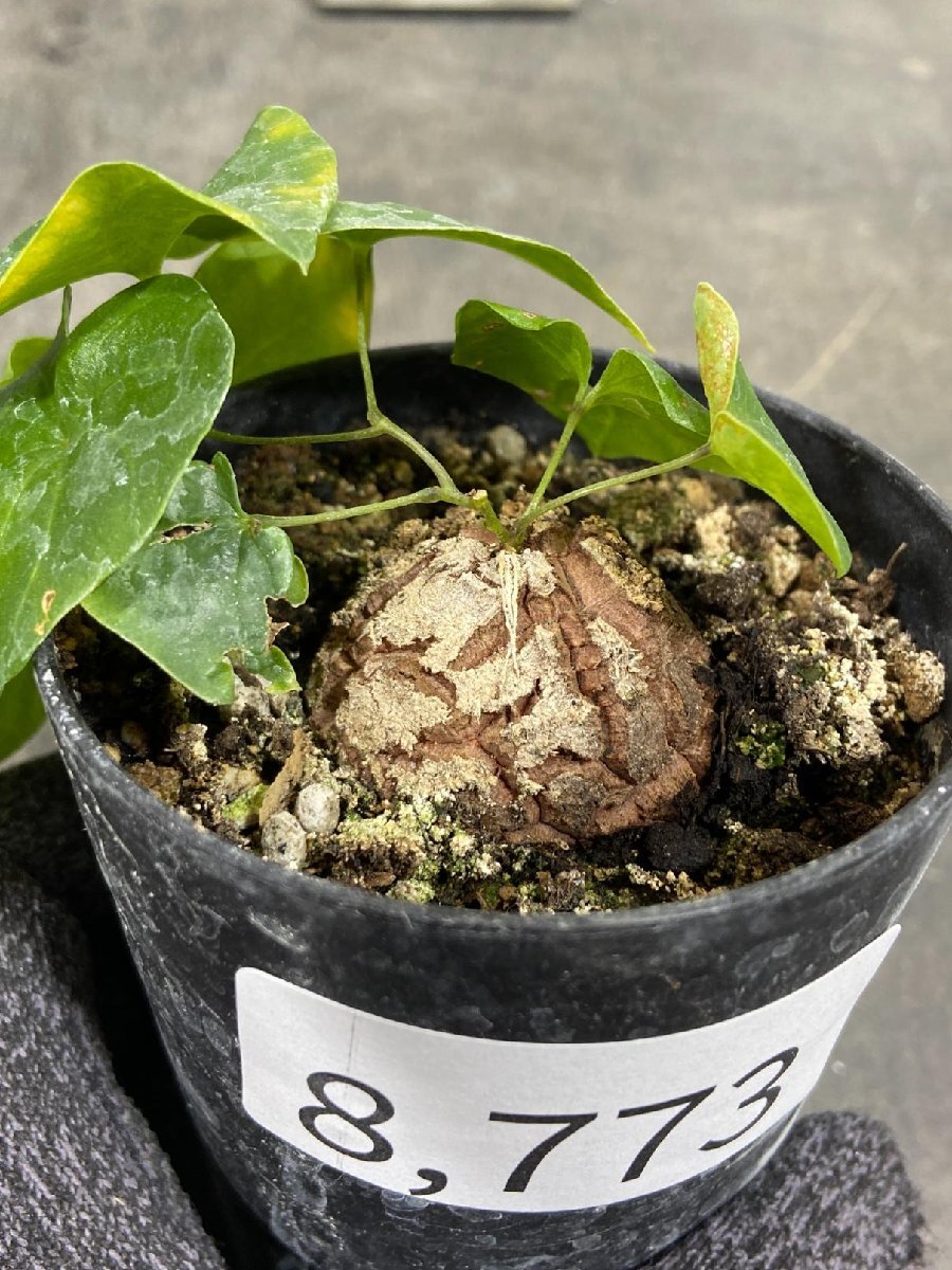 8773 「実生」ディオスコレア アフリカ亀甲竜 ２株セット【発根・Dioscorea elephantipes・美株】_画像4