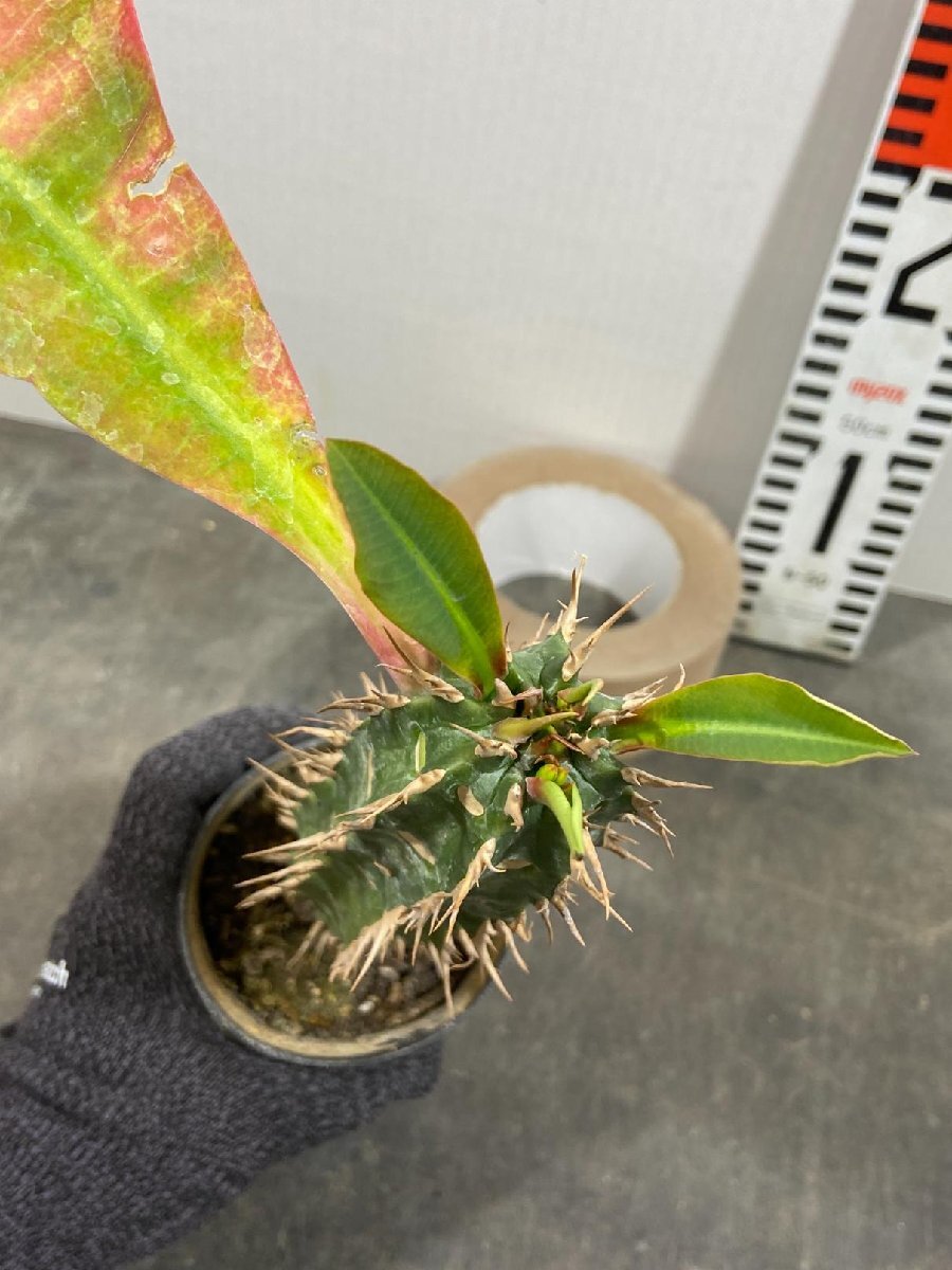 8549 「実生」ユーフォルビア　ビグエリー【噴火竜・種から発芽！・Euphorbia viguieri・葉落ち可能性】_画像7