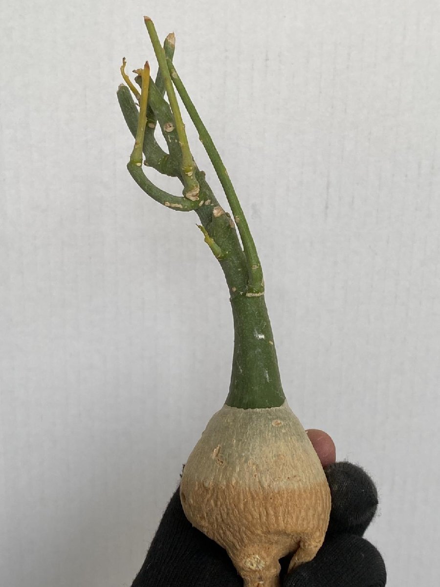 8990 「塊根植物」アデニア フルチコーサ 抜き苗【3/9最新到着・多肉植物・Adenia fruticosa・フルティコーサ】_画像4