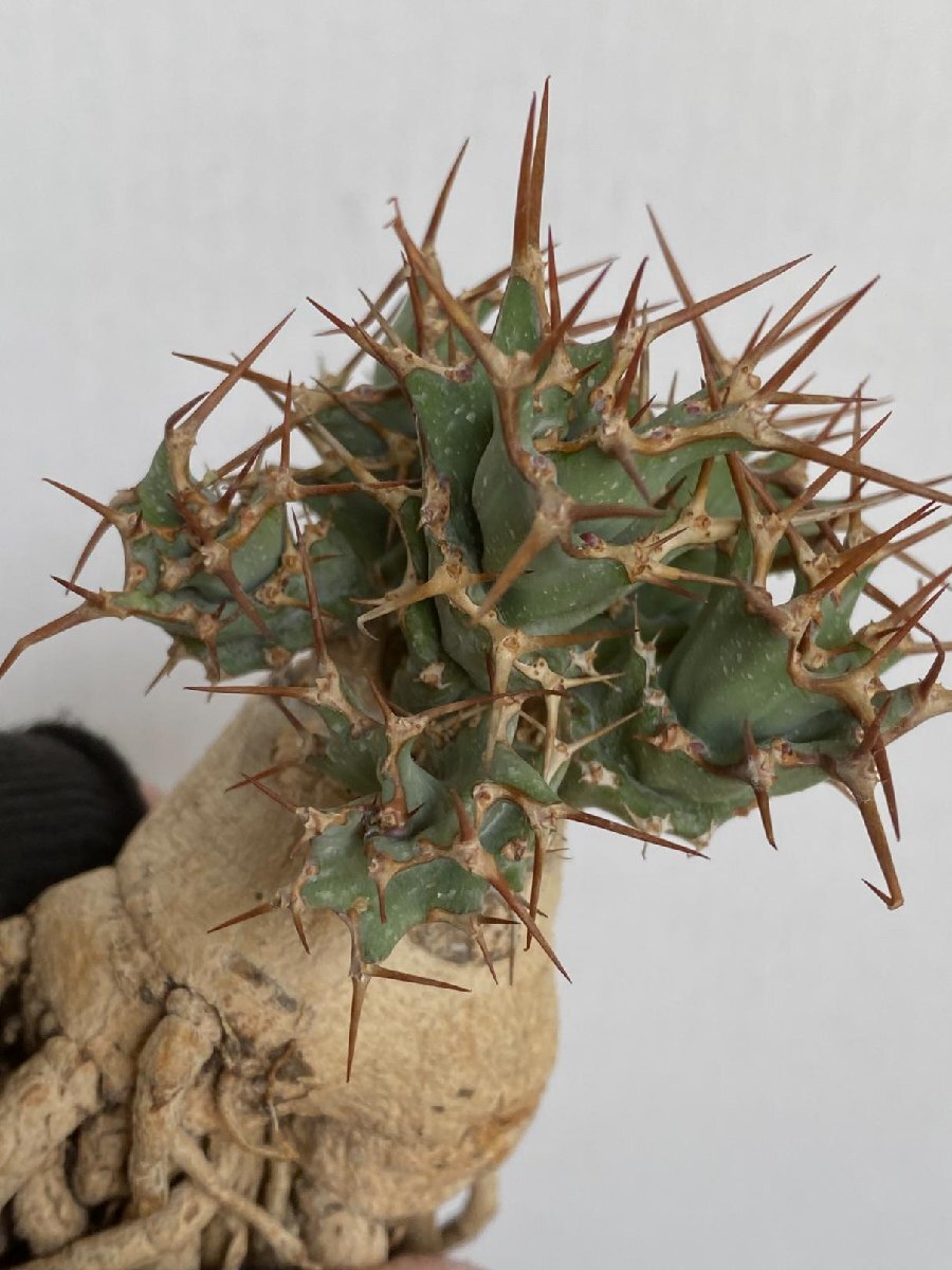 8946 「多肉植物」ユーフォルビア トルチラマ 抜き苗【3/9最新到着・塊根植物・Euphorbia tortirama】_画像8