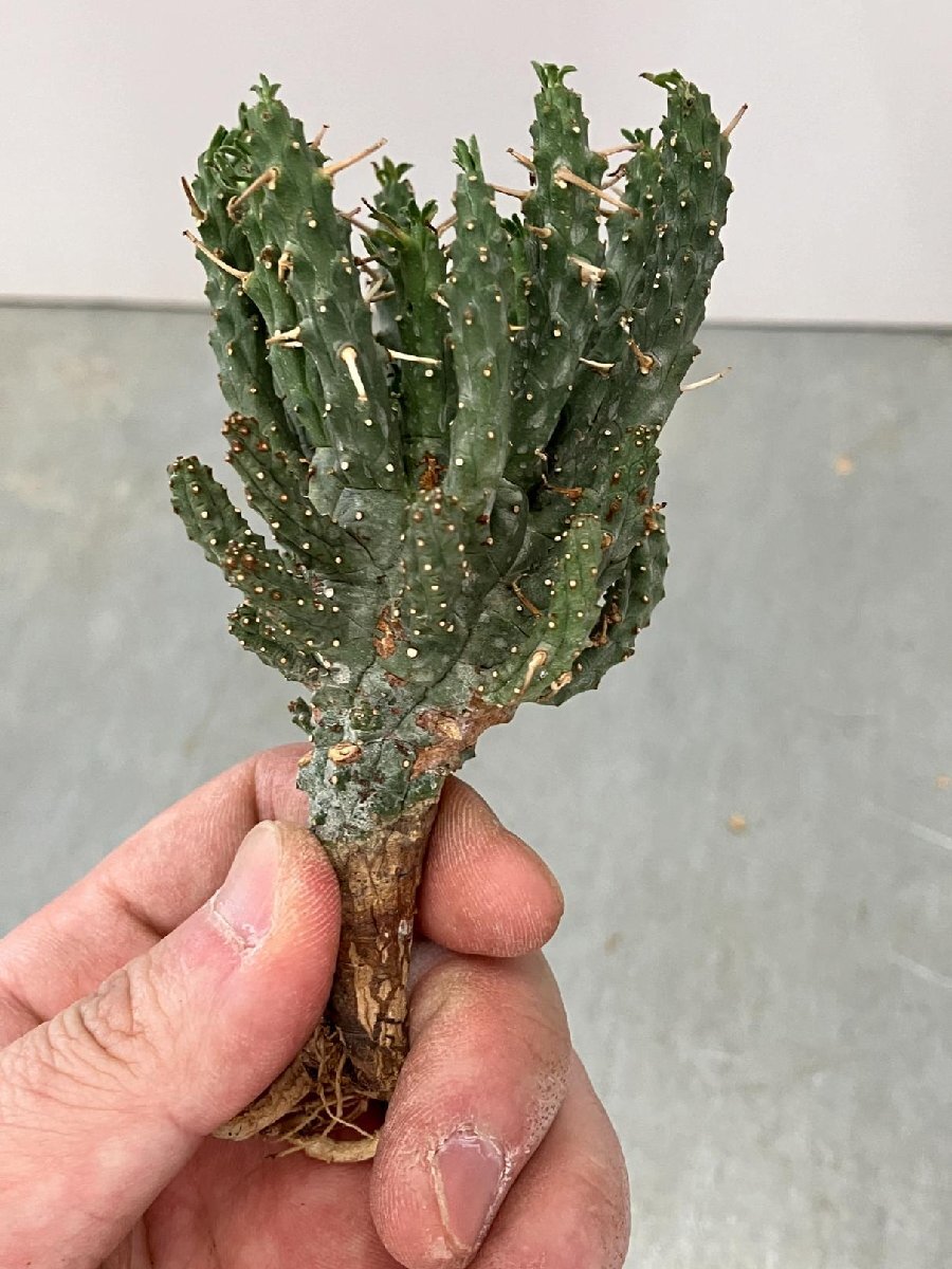 9312 「多肉植物」ユーフォルビア フスカ 抜き苗【3/9最新到着・塊根植物・Euphorbia fusca・蛮蛇頭】_画像3