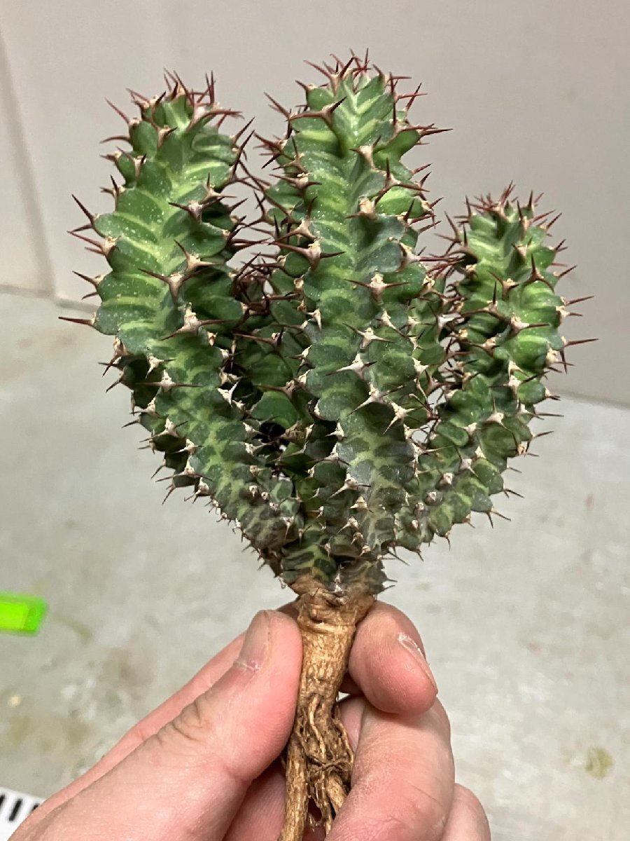 9248 「多肉植物」ユーフォルビア ノベリー 抜き苗【3/9最新到着・塊根植物・Euphorbia knobelii・閃光閣】_画像9