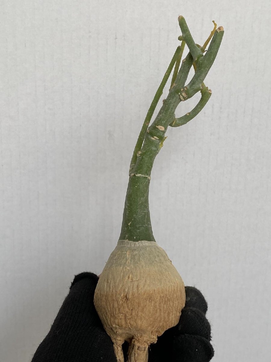 8990 「塊根植物」アデニア フルチコーサ 抜き苗【3/9最新到着・多肉植物・Adenia fruticosa・フルティコーサ】_画像3