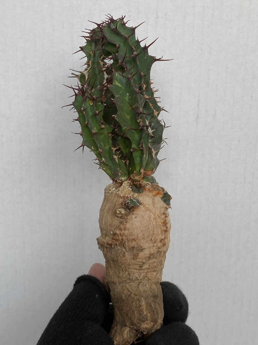 9007 「多肉植物」ユーフォルビア ペラングスタ 抜き苗【3/9最新到着・塊根植物・Euphorbia perangusta】_画像2