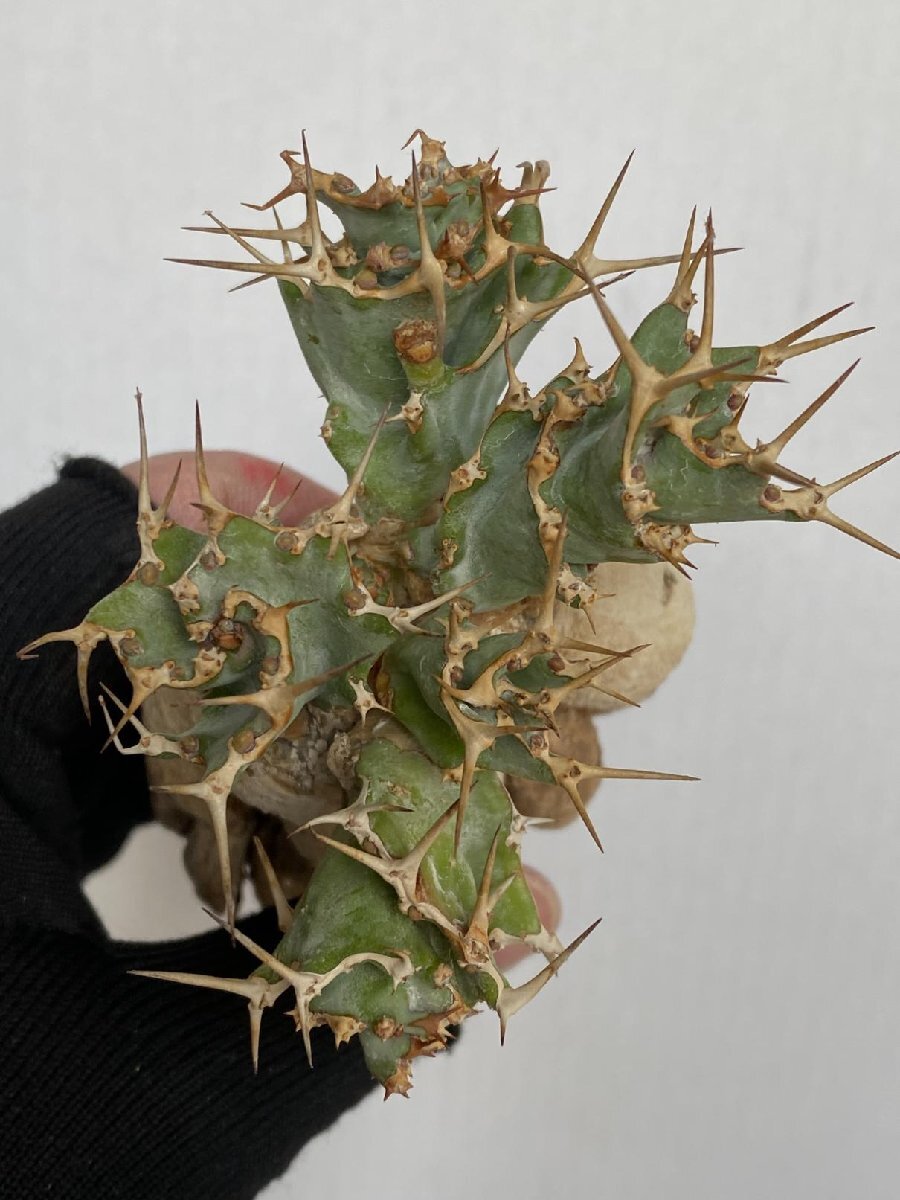 8938 「多肉植物」ユーフォルビア トルチラマ 抜き苗【3/9最新到着・塊根植物・Euphorbia tortirama】_画像5