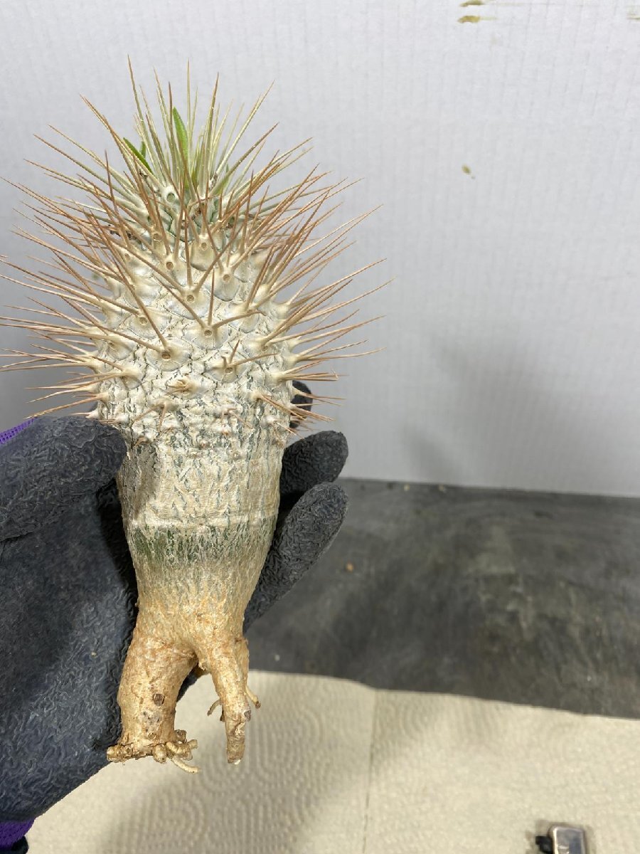 2486 「塊根植物」パキポディウム ナマクアナム 抜き苗【3/9最新到着・接ぎ木・Pachypodium namaquanum・光堂】_画像6