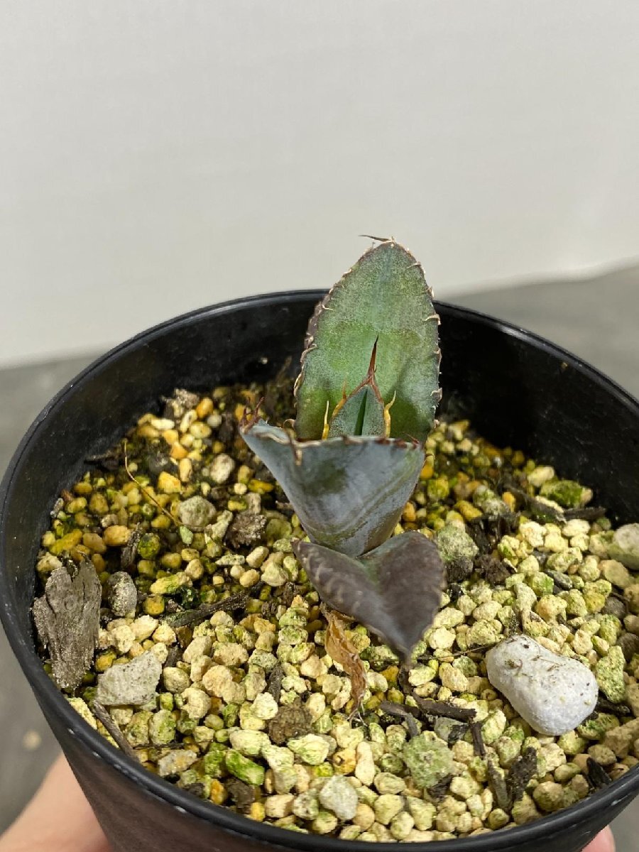 4390 「激レア高級品種】アガベ チタノタ 藍鯨 植え【発根・超厳選極上子株・Agave titanota】の画像4