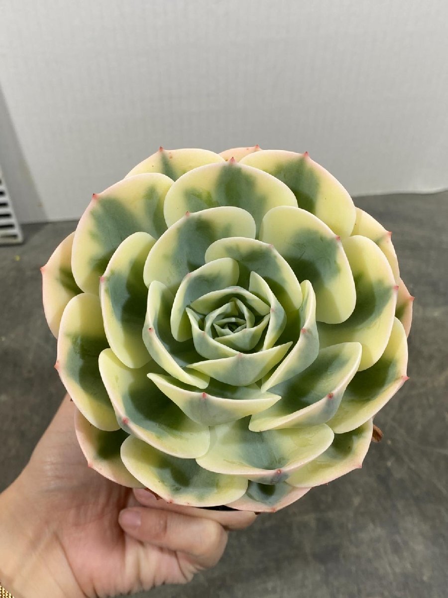 4457 「多肉植物」エケベリア ルノーディーン　植え【発根・美株・ Echeveria 'Lenore Dean'】_画像1