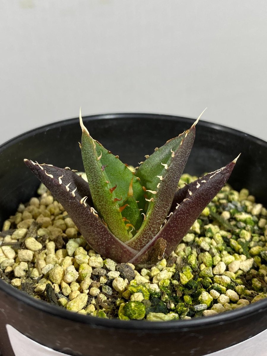 4323 「激レア高級品種」アガベ チタノタ ハデス 黒帝斯 植え【発根開始・Agave titanota Hades・恐竜牙歯・リュウゼツラン】の画像1