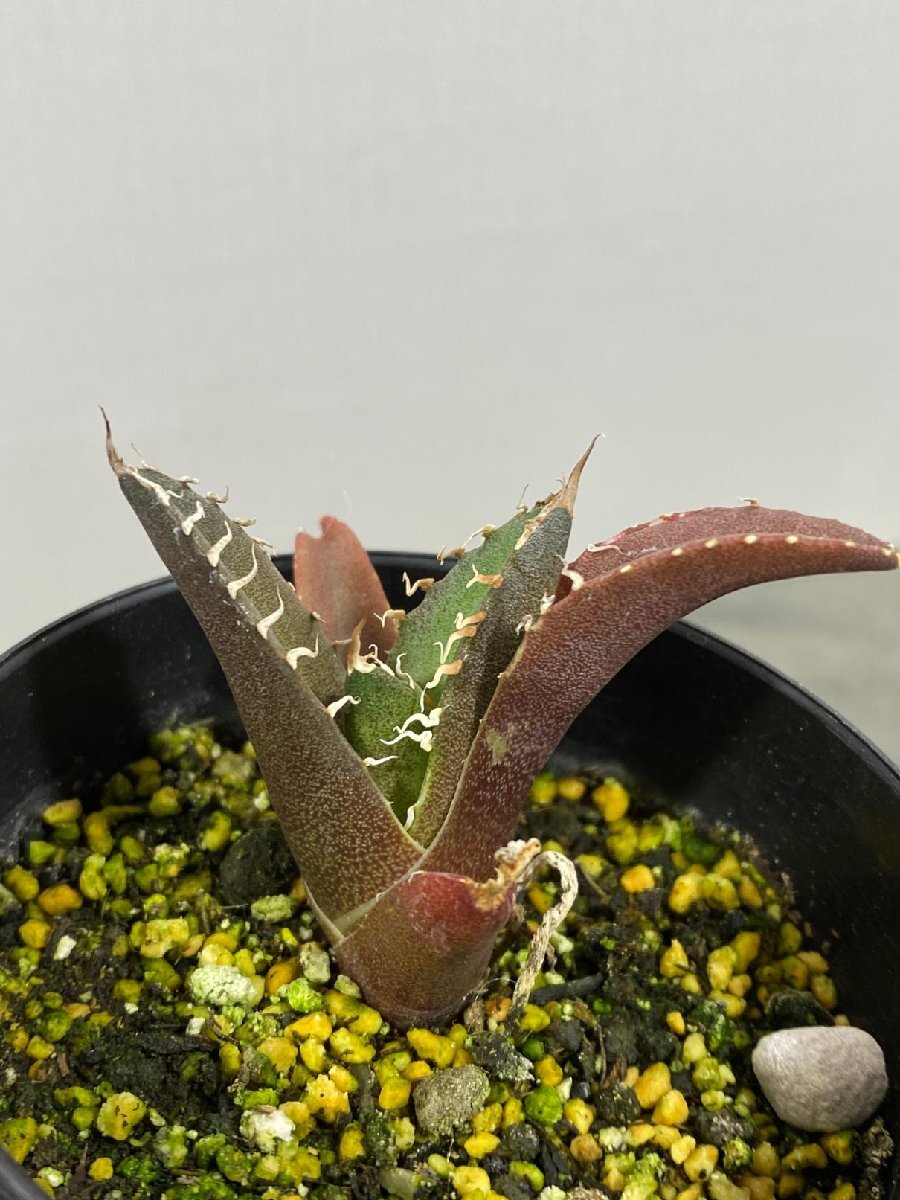 4370 「激レア高級品種】アガベ チタノタ シーザー（凱撒） 植え【多肉植物・超厳選極上子株・Agave titanota・Caesar・カイザー】の画像2