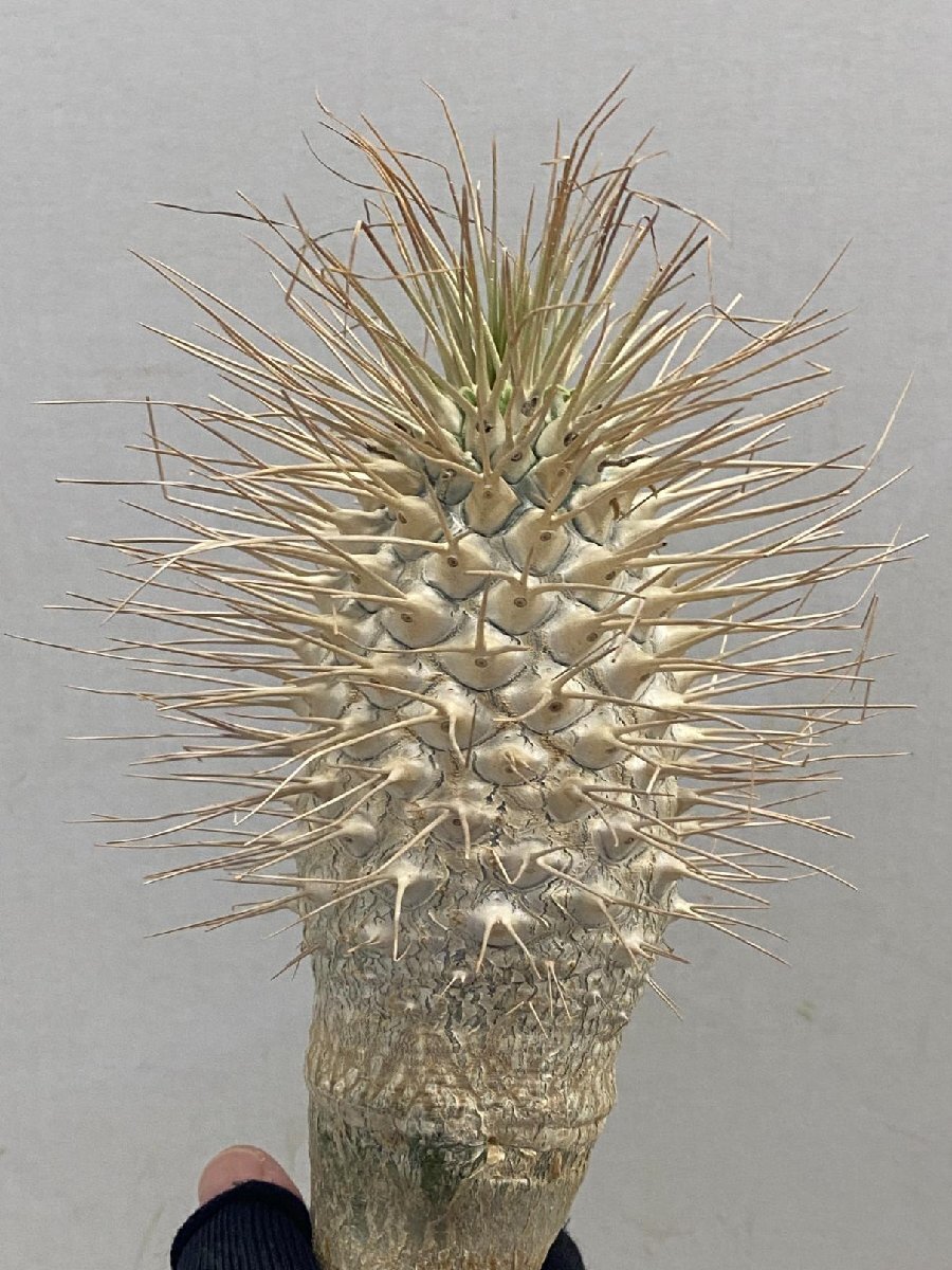 5336 「塊根植物」パキポディウム ナマクアナム大 抜き苗【最新到着・接ぎ木・Pachypodium namaquanum・光堂】_画像1