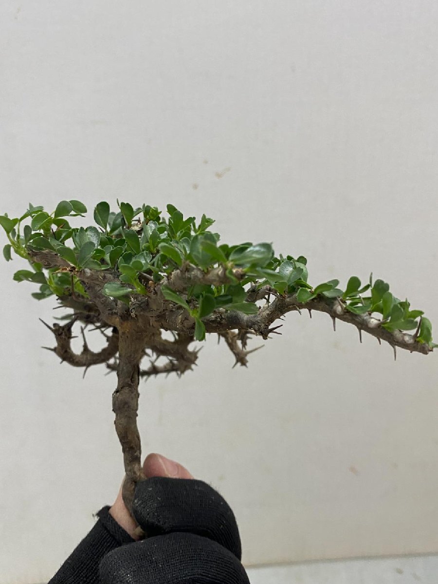 5435 「多肉植物」サルコカウロン バンデリエティアエ 抜き苗【畑に地植え株・芽吹き・Sarcocaulon vanderietiae】_画像5