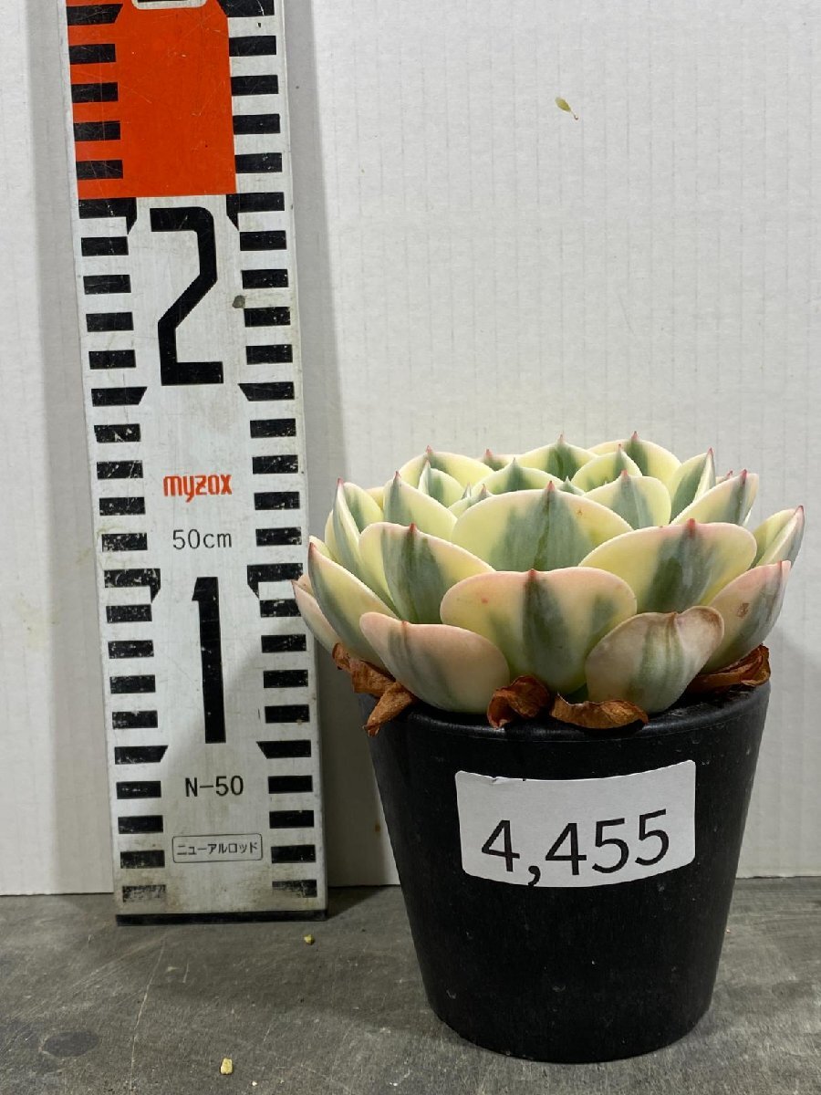 4455 「多肉植物」エケベリア ルノーディーン　植え【発根・美株・ Echeveria 'Lenore Dean'】_画像2