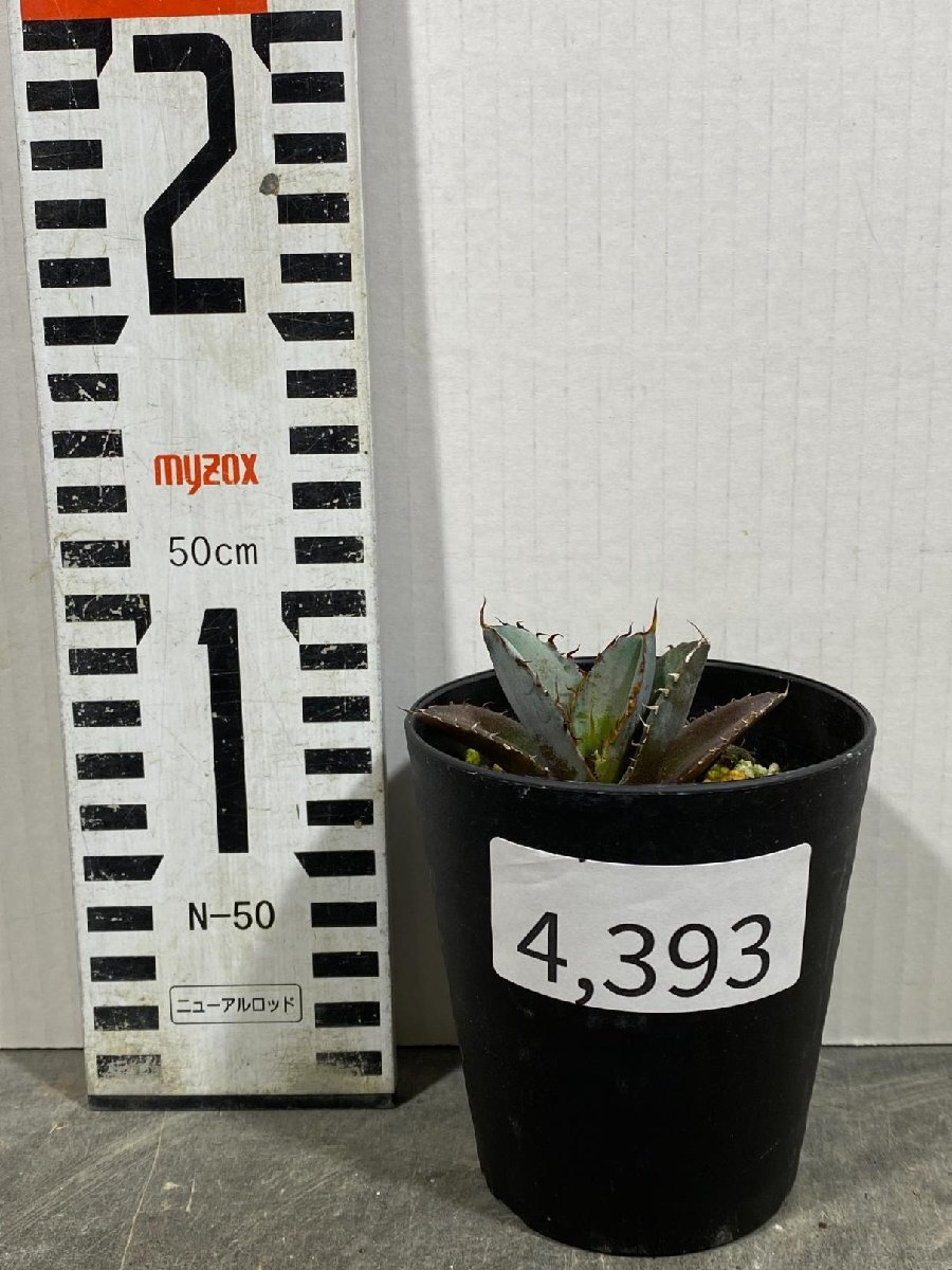 4393 「激レア高級品種】アガベ チタノタ 藍鯨 植え【発根・超厳選極上子株・Agave titanota】_画像6