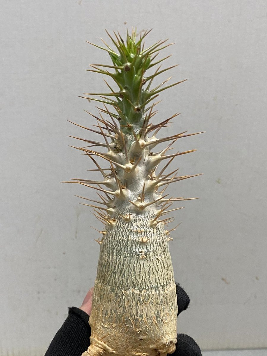 5313 「塊根植物」パキポディウム レアリー 抜き苗【最新到着・多肉植物・Pachypodium lealii】_画像5