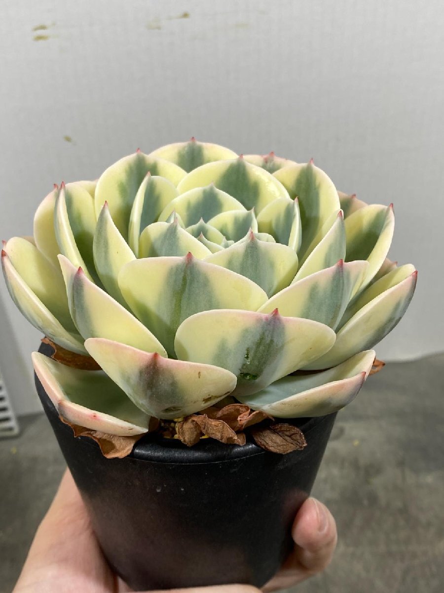 4455 「多肉植物」エケベリア ルノーディーン　植え【発根・美株・ Echeveria 'Lenore Dean'】_画像8