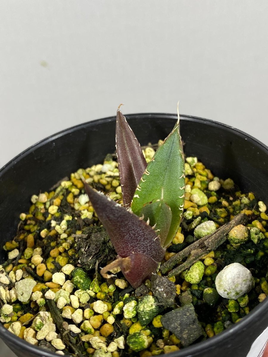 4314 「激レア高級品種」アガベ チタノタ ハデス 黒帝斯 植え【発根開始・Agave titanota Hades・恐竜牙歯・リュウゼツラン】の画像4