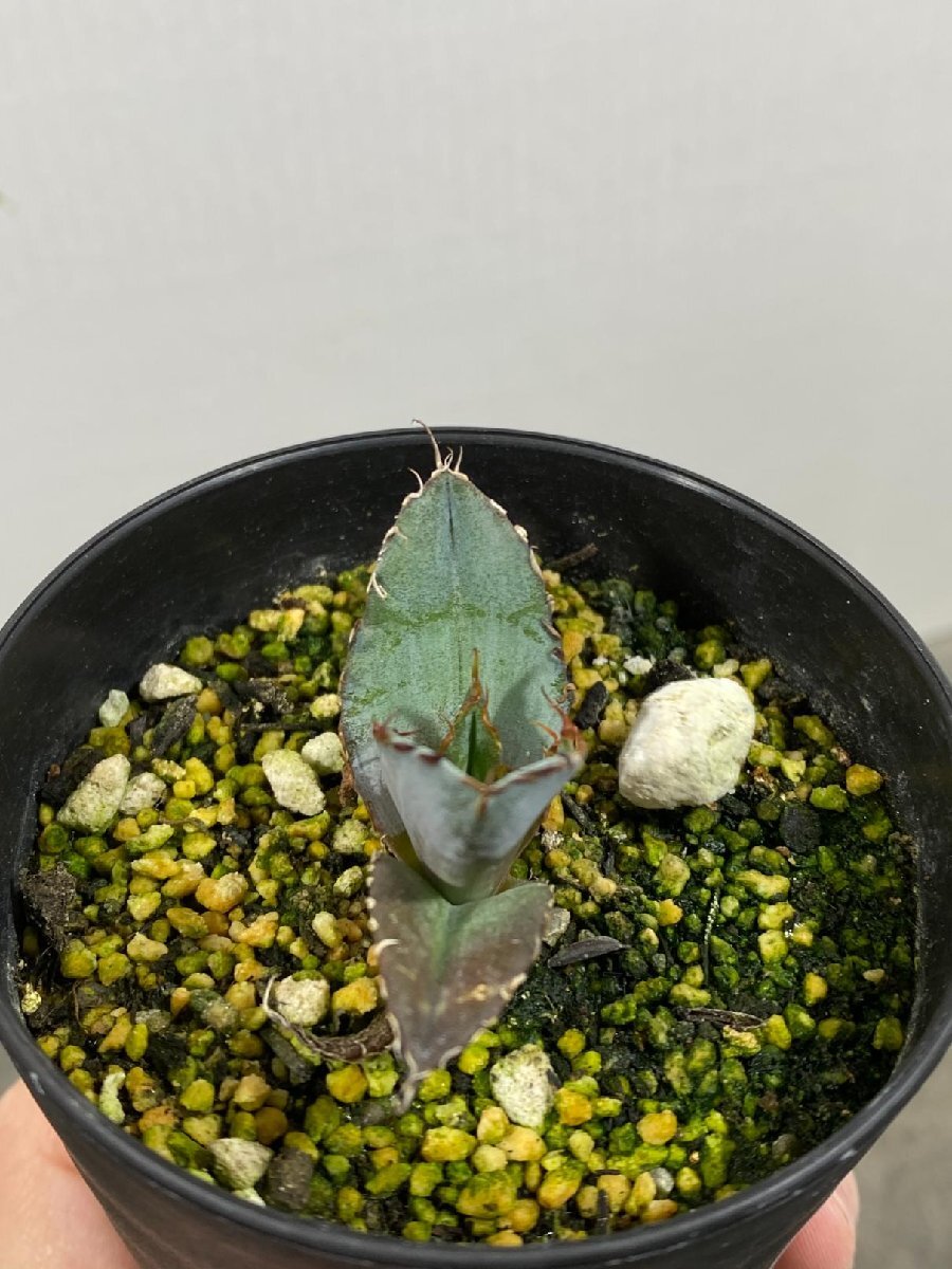 4392 「激レア高級品種】アガベ チタノタ 藍鯨 植え【発根・超厳選極上子株・Agave titanota】_画像4