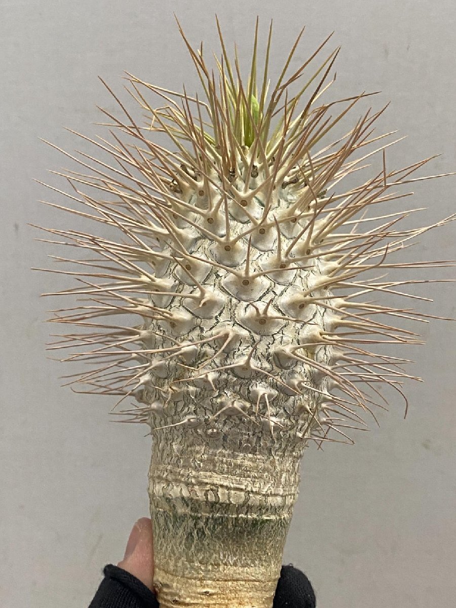 5337 「塊根植物」パキポディウム ナマクアナム大 抜き苗【最新到着・接ぎ木・Pachypodium namaquanum・光堂】_画像5