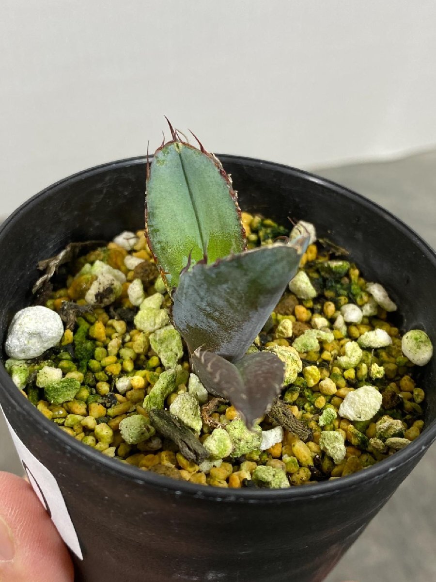 4380 「激レア高級品種】アガベ チタノタ 藍鯨 植え【発根・超厳選極上子株・Agave titanota】_画像1