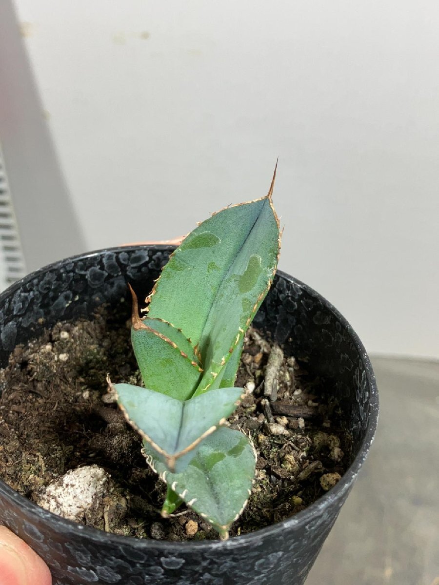 5050 「多肉植物】アガベ　ホワイトアイス【発根・子株・agave white ice】_画像5