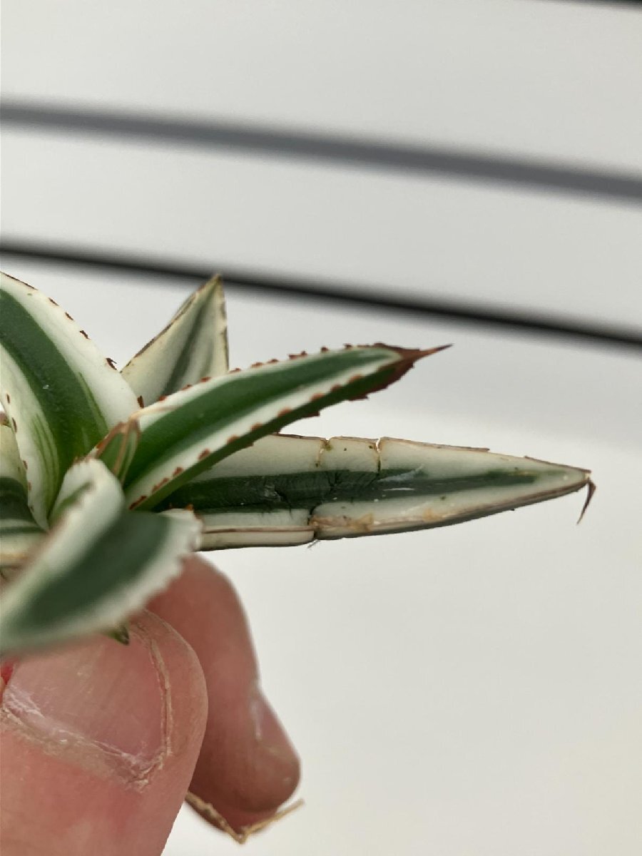 7158 「激レア高級品種」アガベ 氷山  抜き苗【ササノユキ笹の雪・ Agave victoriae-reginae 'Hyouzan'】の画像9