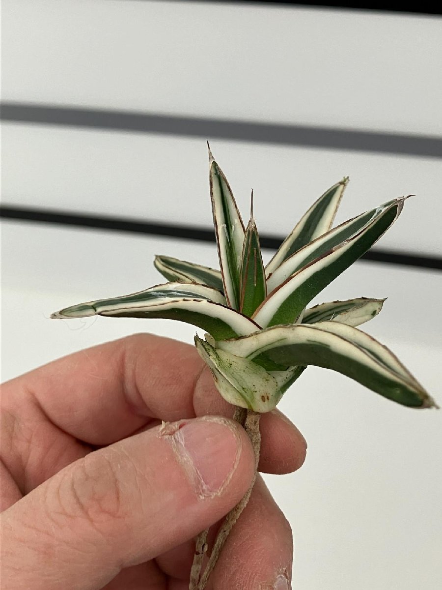 7146 「激レア高級品種」アガベ 氷山  抜き苗【ササノユキ笹の雪・ Agave victoriae-reginae 'Hyouzan'】の画像7