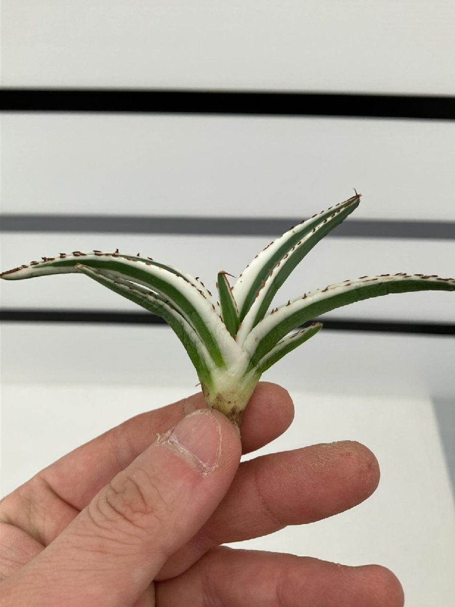 7155 「激レア高級品種」アガベ 氷山  抜き苗【ササノユキ笹の雪・ Agave victoriae-reginae 'Hyouzan'】の画像8