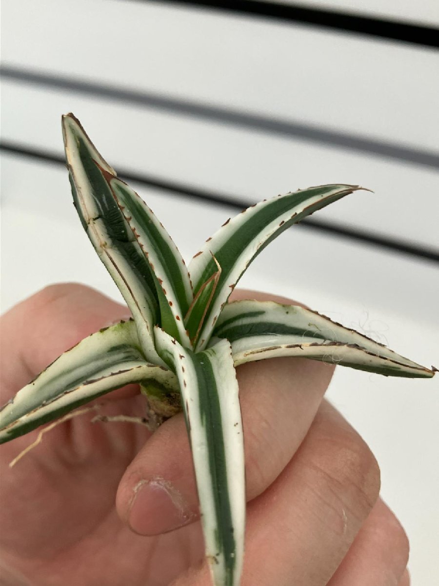 7158 「激レア高級品種」アガベ 氷山  抜き苗【ササノユキ笹の雪・ Agave victoriae-reginae 'Hyouzan'】の画像1