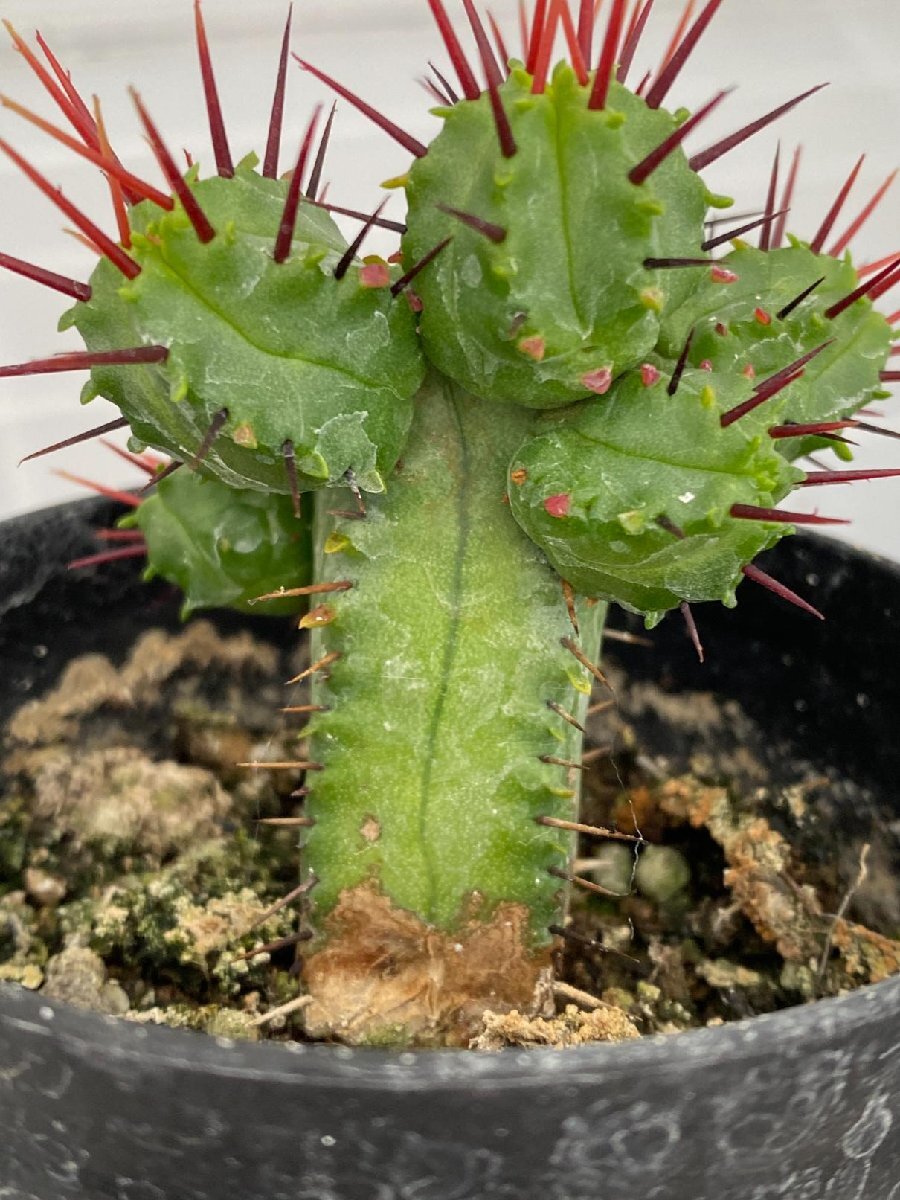 6902 「実生」Euphorbia heptagona 【多肉植物・ユーフォルビア ・南アフリカ産種子】の画像8