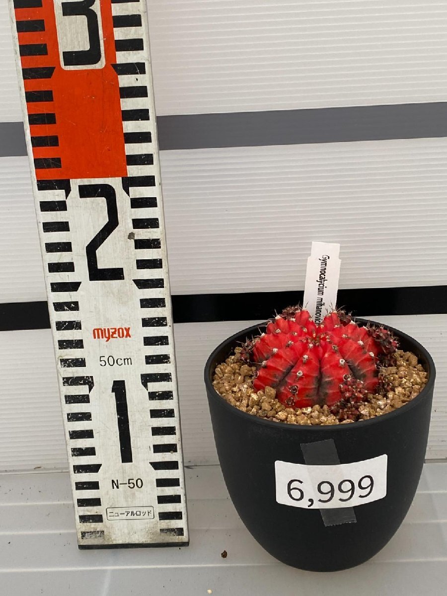 6999 「多肉植物I」ギムノカリキウム ミハノビッチ 植え【発根・美株・Gymnocalycium mihanovichii・サボテン】_画像6