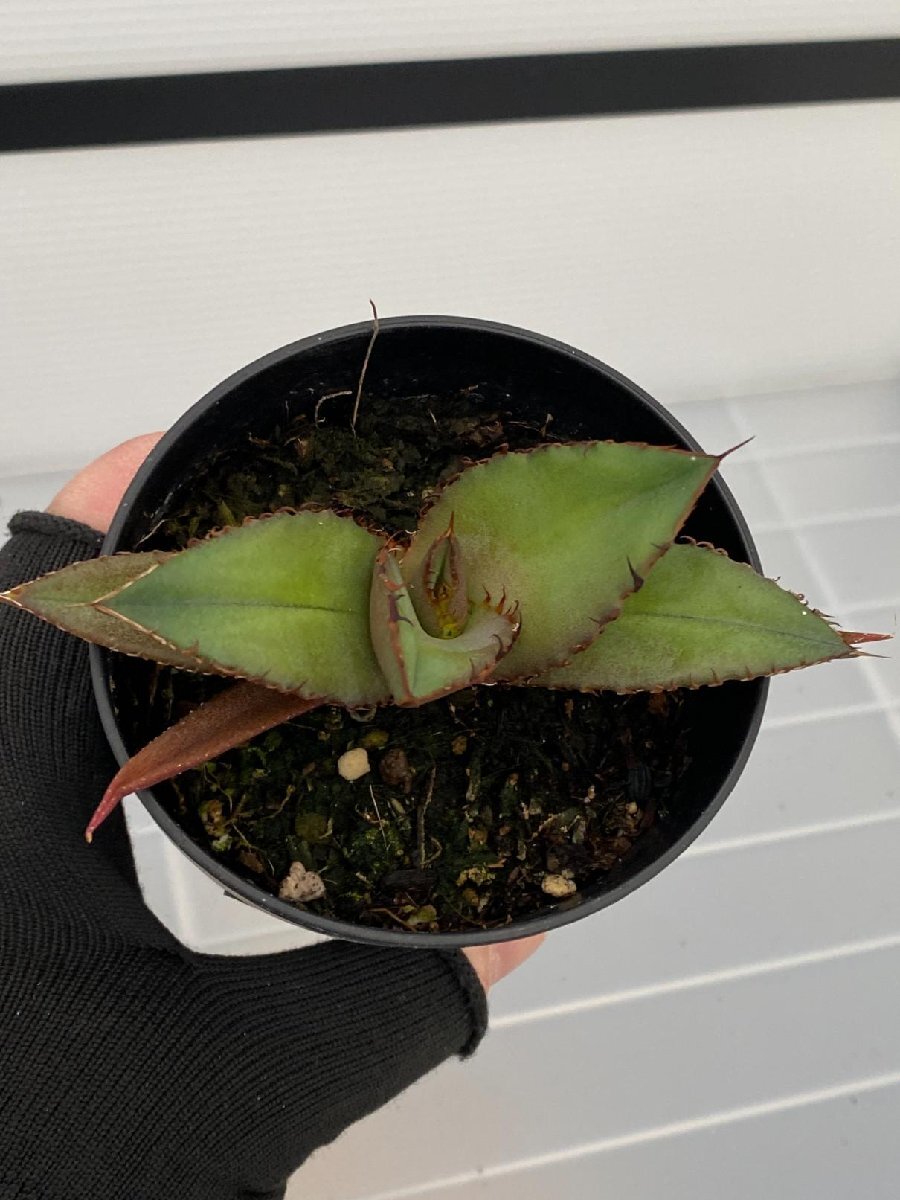 6373 「激レア高級品種】アガベ チタノタ 黒火 植え【発根・多肉植物・子株・Agave titanota Black Fire】の画像2