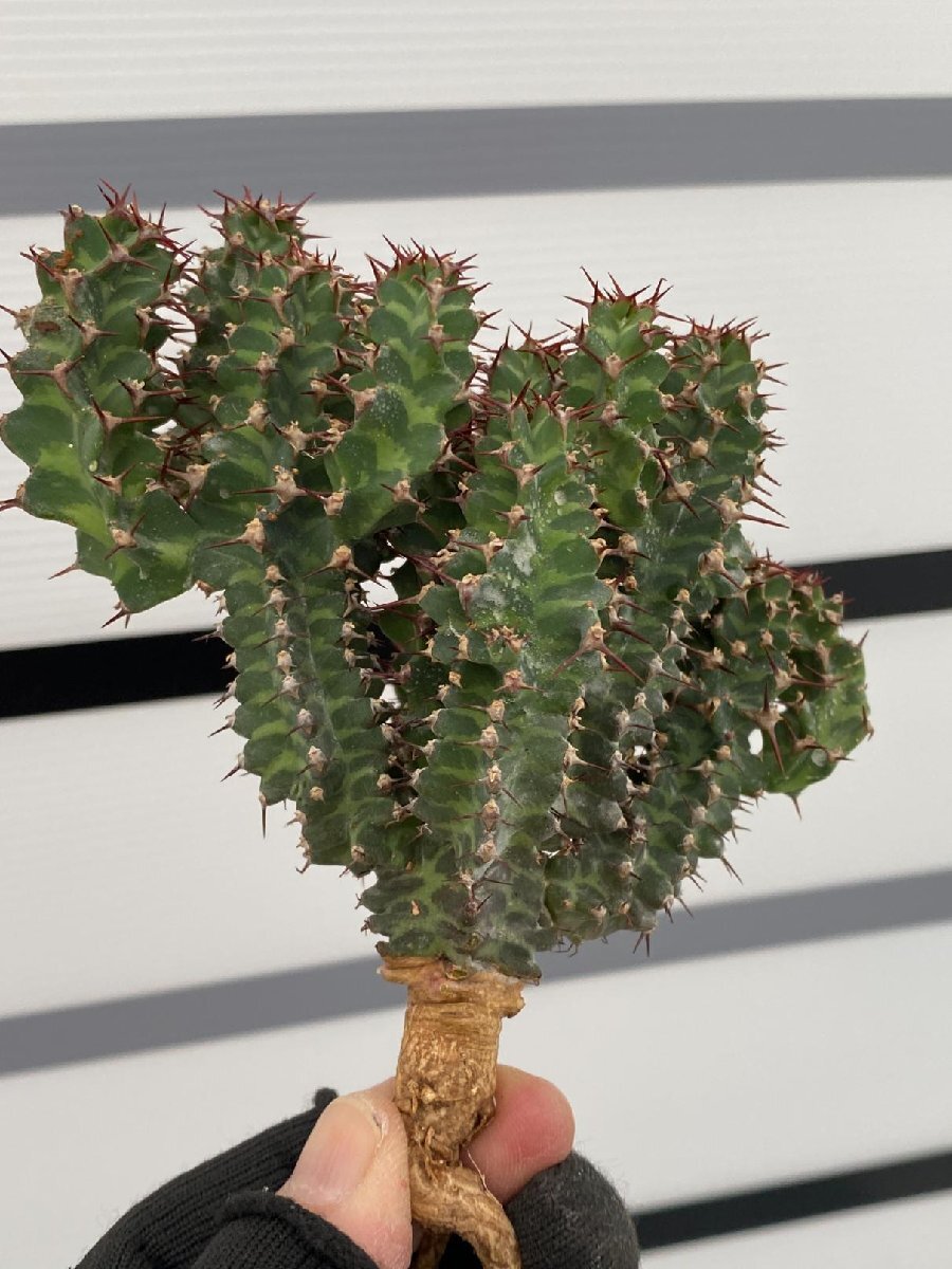 7008 「多肉植物」ユーフォルビア ノベリー 抜き苗【最新到着・塊根植物・Euphorbia knobelii・閃光閣】の画像7