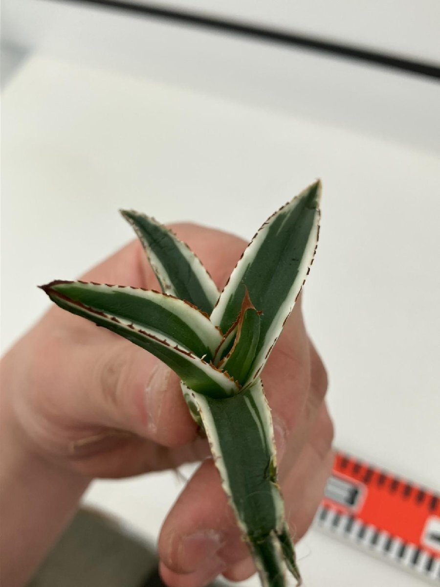 7151 「激レア高級品種」アガベ 氷山  抜き苗【ササノユキ笹の雪・ Agave victoriae-reginae 'Hyouzan'】の画像1