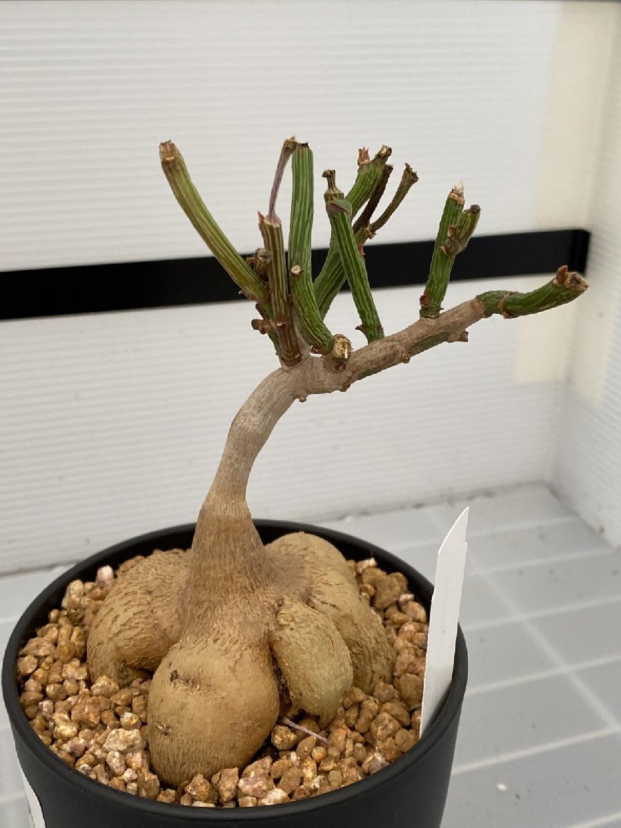 6931 「多肉植物I】モナデニウム モンタナム 植え【塊根植物・発根・美株・Monadenium montanum】_画像8