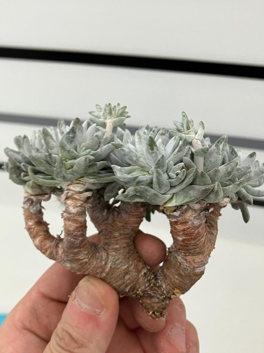 7167 「多肉植物」ダドレア グノマ 抜き苗【最新到着・塊根植物・美株・Dudleya gnoma・検）グリーニー】_画像1